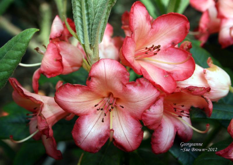 Photo of Rhododendron 'Georgeanne' uploaded by Calif_Sue