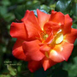 Location: San Jose Heritage Rose Garden
Date: 2012-05-07