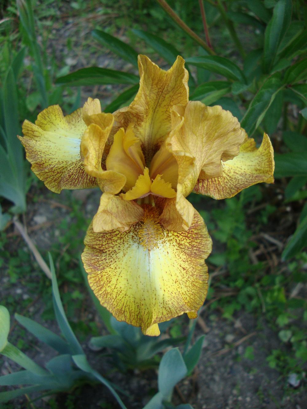 Photo of Intermediate Bearded Iris (Iris 'Butter Pecan') uploaded by Paul2032
