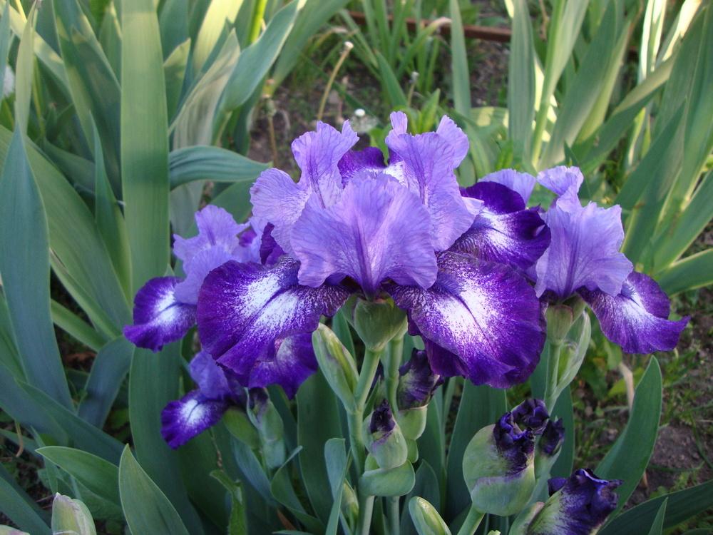 Photo of Intermediate Bearded Iris (Iris 'Infinity Ring') uploaded by Paul2032