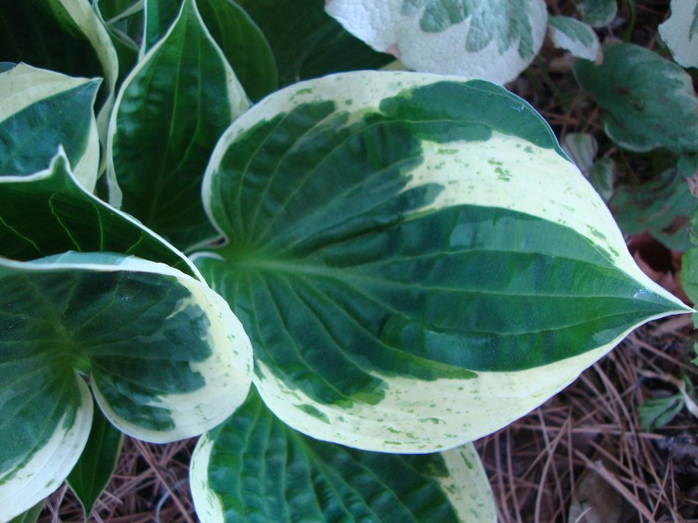 Photo of Hosta 'Independence' uploaded by Paul2032