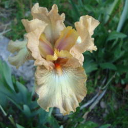 Location: Pleasant Grove, Utah
Date: 2012-05-07
In my garden