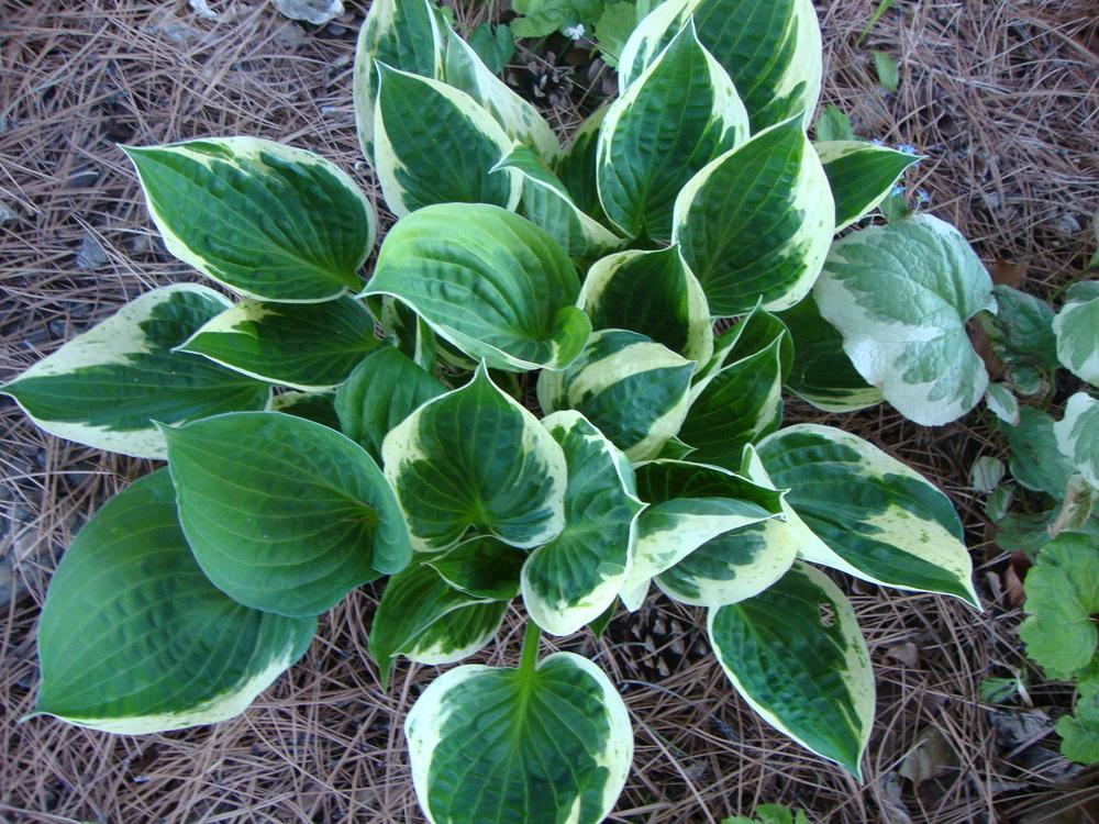 Photo of Hosta 'Independence' uploaded by Paul2032