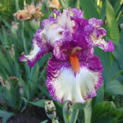 Location: Pleasant Grove, Utah
Date: 2012-05-05
In my garden
