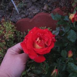 Location: Denver Metro, CO
Date: 2012-05-07
You can see my fat hand holding up the bloom from the rain.
