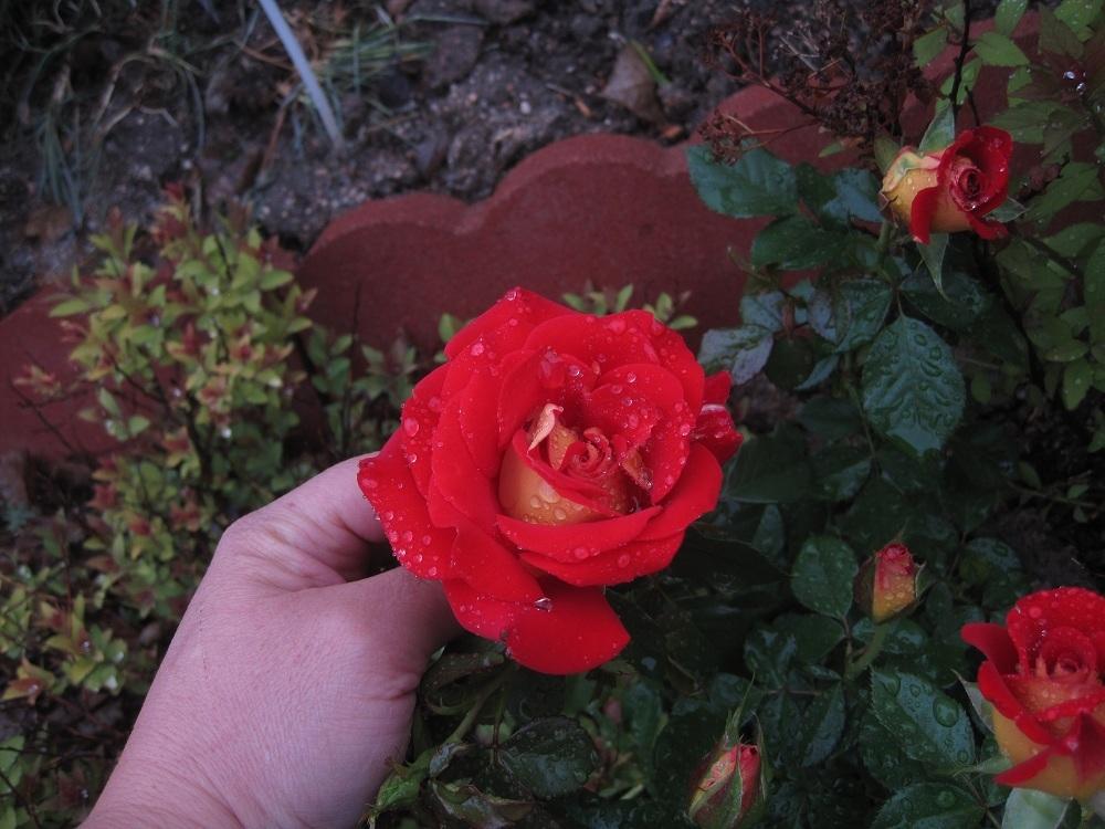 Photo of Floribunda Rose (Rosa 'Ketchup & Mustard') uploaded by Skiekitty