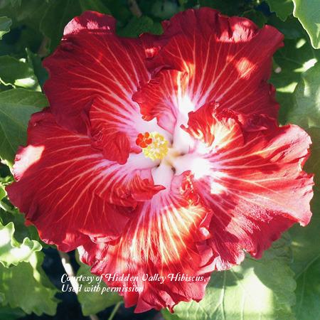 Photo of Tropical Hibiscus (Hibiscus rosa-sinensis 'The Right Stuff') uploaded by SongofJoy