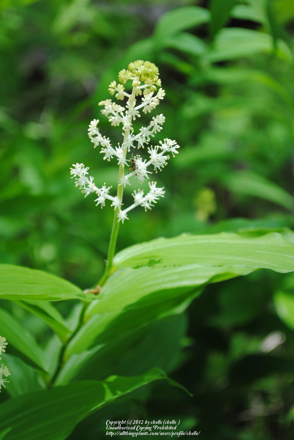 Photo of False Solomon's Seal (Maianthemum racemosum) uploaded by chelle