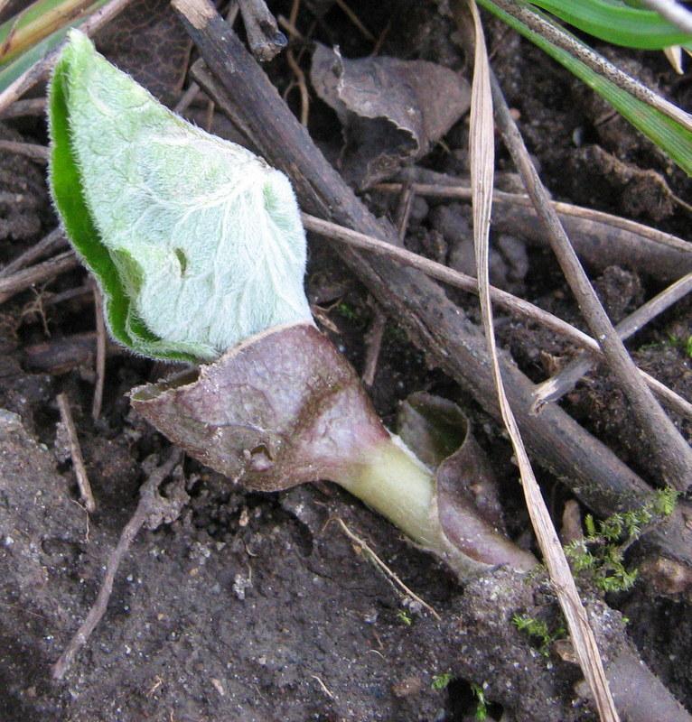 Photo of Wild Ginger (Asarum canadense) uploaded by gardengus