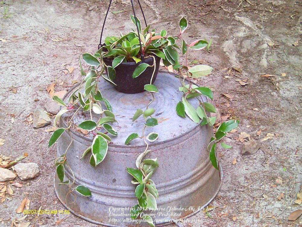 Photo of Wax Plant (Hoya carnosa) uploaded by jojoe