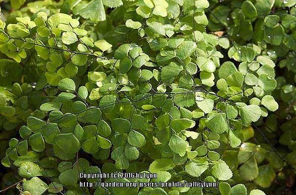 Photo of Himalayan Maidenhair Fern (Adiantum venustum) uploaded by valleylynn