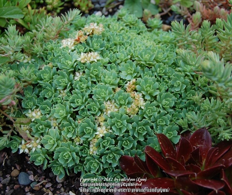 Photo of Afghan Stonecrop (Rhodiola pachyclada) uploaded by valleylynn