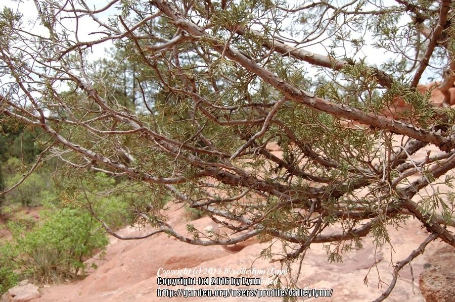 Photo of One Seed Juniper (Juniperus monosperma) uploaded by valleylynn