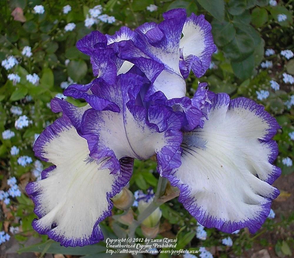 Photo of Tall Bearded Iris (Iris 'Rare Treat') uploaded by zuzu