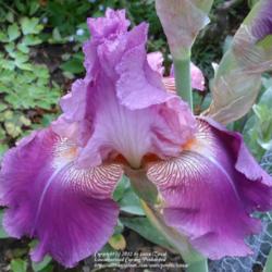 Location: In my Northern California garden
Date: 2012-04-24