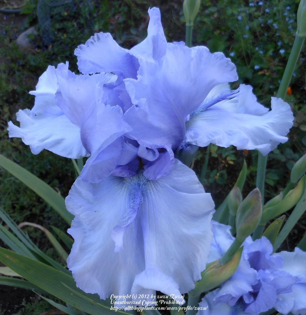 Photo of Tall Bearded Iris (Iris 'Bye Bye Blues') uploaded by zuzu