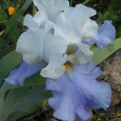 Location: In my Northern California garden
Date: 2012-05-06