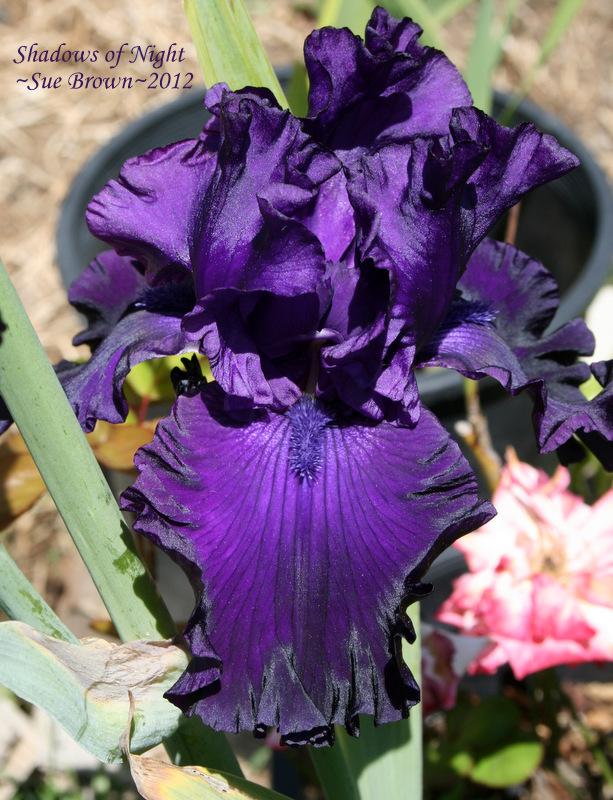 Photo of Tall Bearded Iris (Iris 'Shadows of Night') uploaded by Calif_Sue