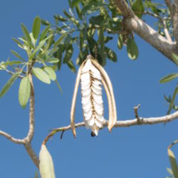Location: Southwest Florida
Date: May 2012
a closed seedpod on the left and one that has just opened in the 