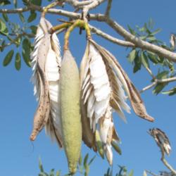 Location: Southwest Florida
Date: May 2012
These seeds will now disperse at the slightest breeze.