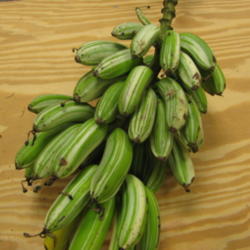 Location: Southwest Florida
Date: May 2012
striking variegated bananas!