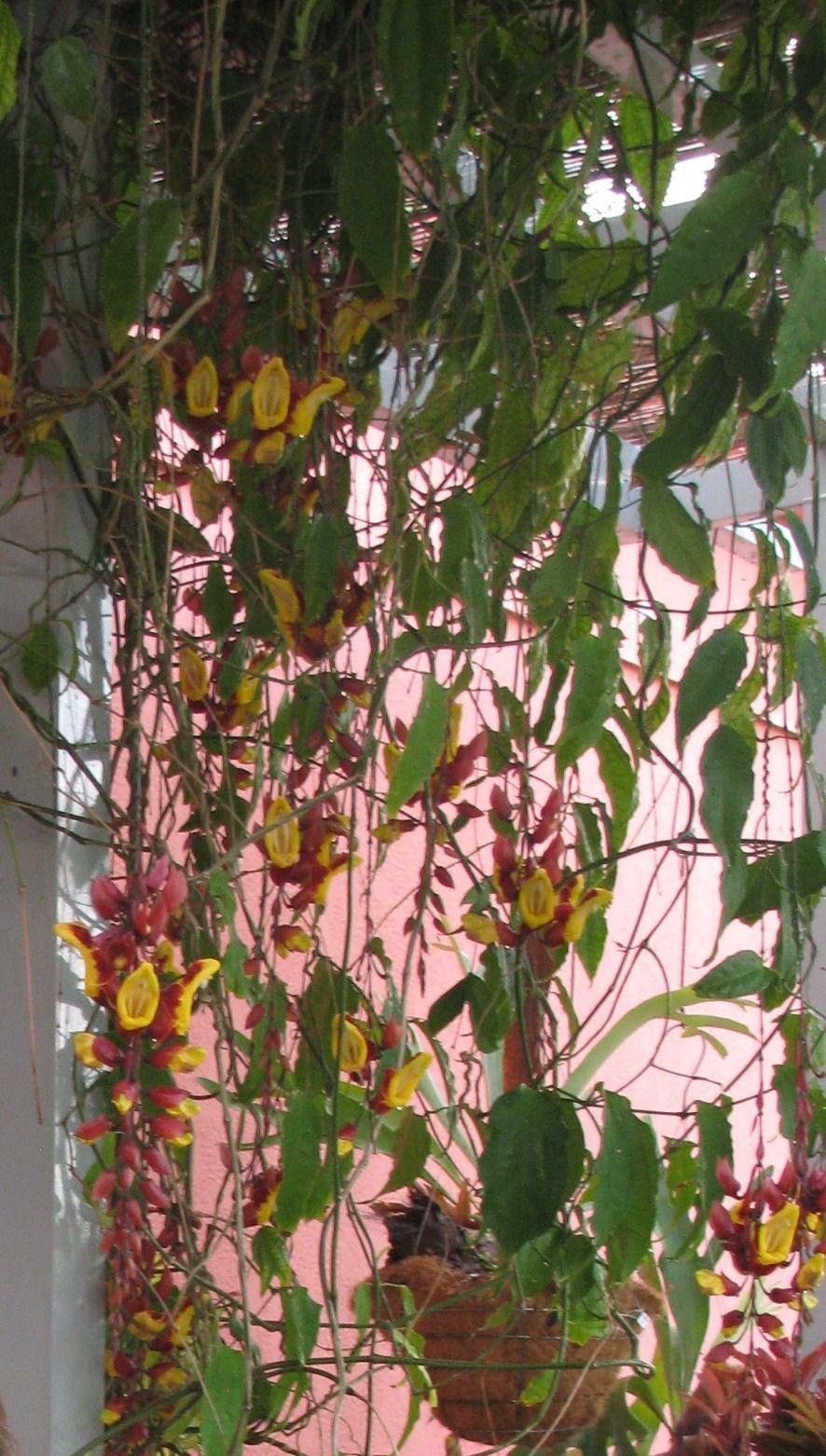 Photo of Mysore Trumpet Vine (Thunbergia mysorensis) uploaded by Dutchlady1