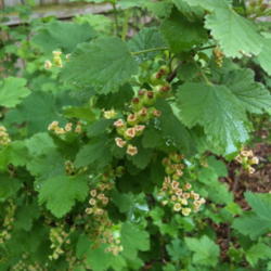 Location: Lake Bluff, Il
Date: 2012-05-07 
Red Currant