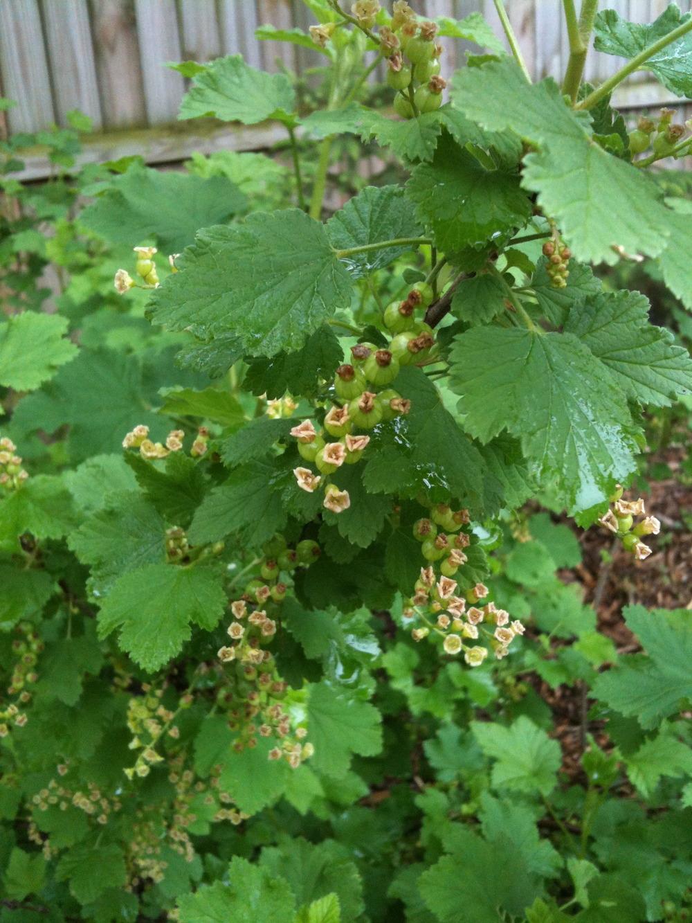 Photo of Red Currant (Ribes rubrum 'Perfection') uploaded by Fran