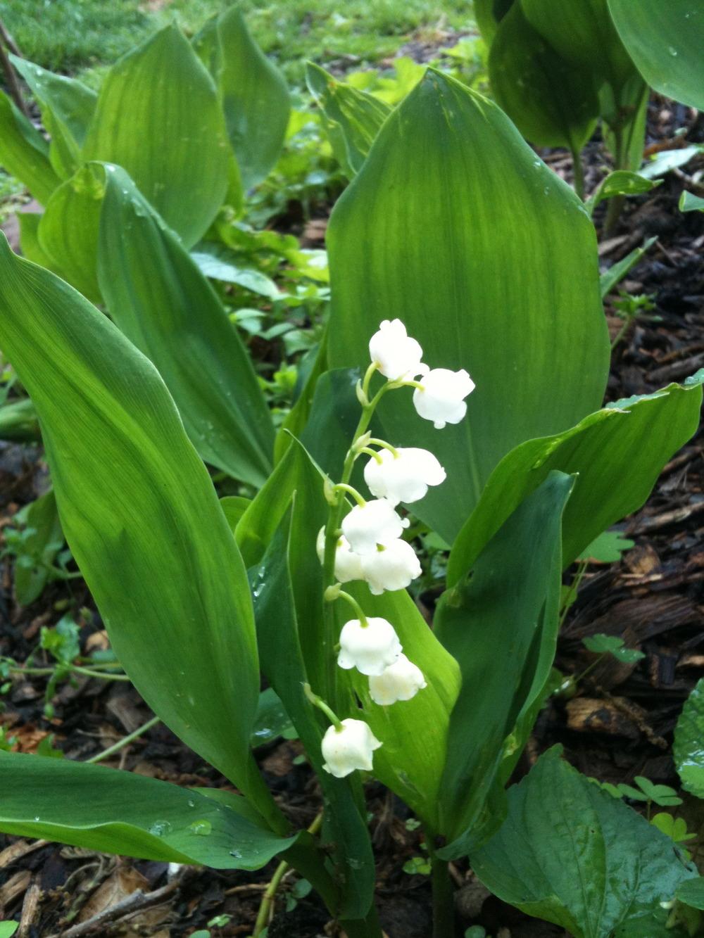Photo of Lily Of The Valley (Convallaria majalis) uploaded by Fran