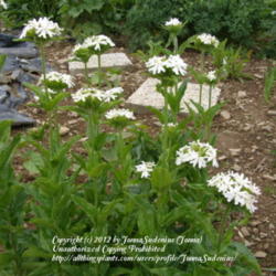 Location: My garden in Belgium
Date: 2011-07-08
first year plant