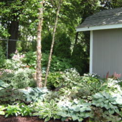 Location: Indiana  Zone 5
Date: 2012-05-08
Hosta collection in garden setting