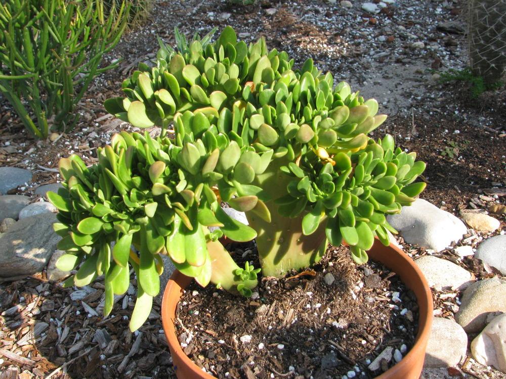 Photo of Sedum (Sedum dendroideum subsp. praealtum 'Cristata') uploaded by Dutchlady1