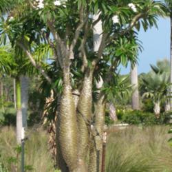 Location: Southwest Florida
Date: May 2012
mature specimen in full bloom