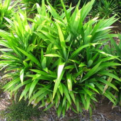 Location: Southwest Florida
Date: May 2012
The leaves of this plant are widely used in Asian cooking.