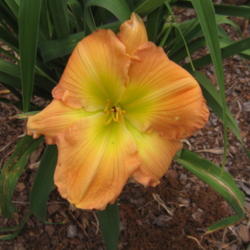 Location: Kannapolis, NC
Date: 2012-05-07
One of my best bloomers!