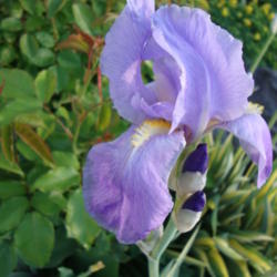 Location: Pleasant Grove, Utah
Date: 2012-05-08
In my garden
