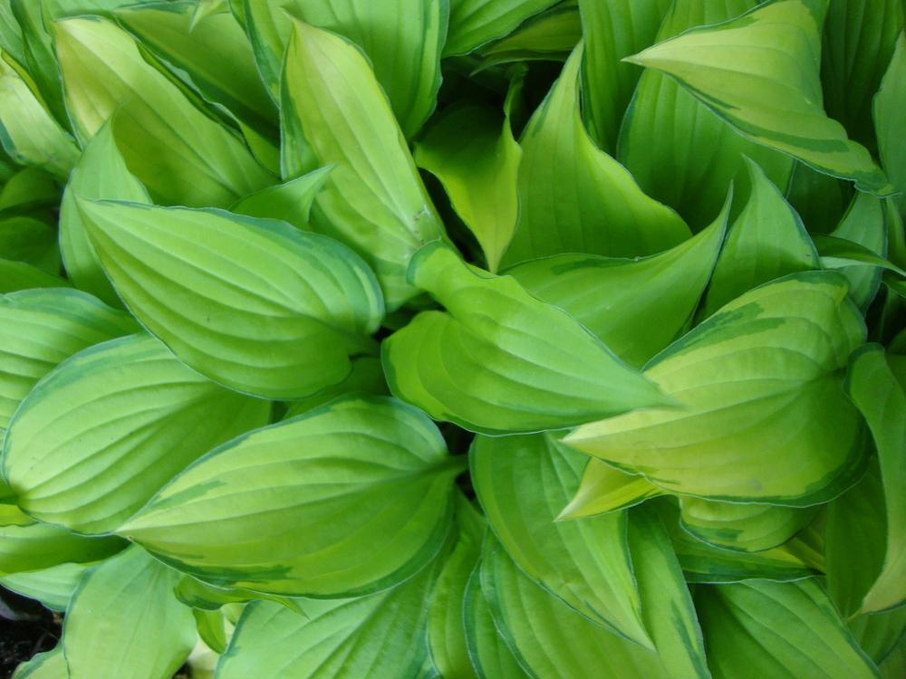 Photo of Hosta 'Twist of Lime' uploaded by Paul2032