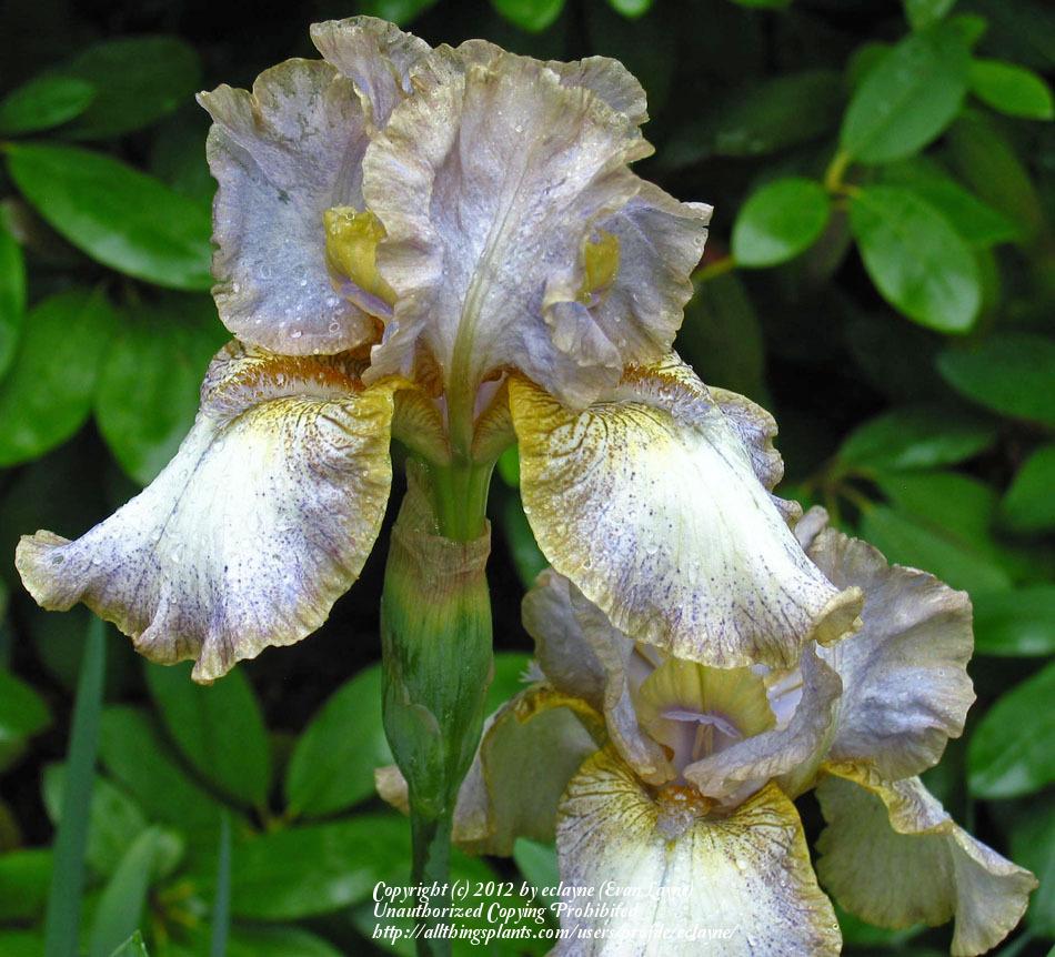 Photo of Intermediate Bearded Iris (Iris 'Goddess of Luck') uploaded by eclayne