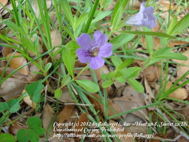 Photo of Twin Flower (Dyschoriste oblongifolia) uploaded by flaflwrgrl