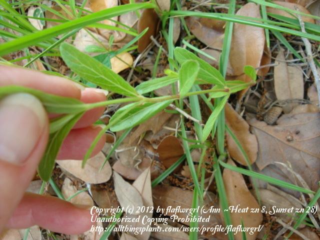 Photo of Twin Flower (Dyschoriste oblongifolia) uploaded by flaflwrgrl