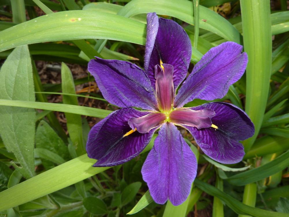 Photo of Louisiana Iris (Iris 'Black Gamecock') uploaded by sandnsea2