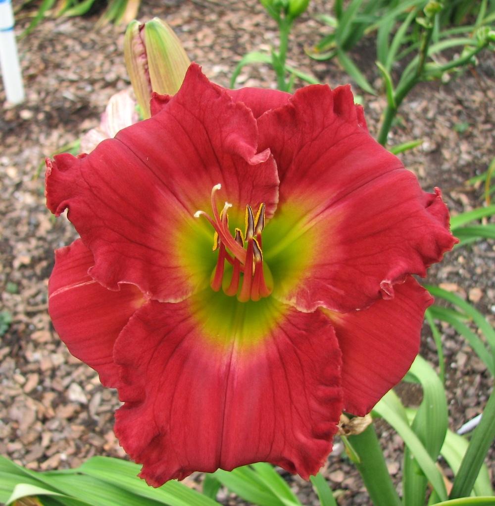 Photo of Daylily (Hemerocallis 'Camelot Red') uploaded by tink3472