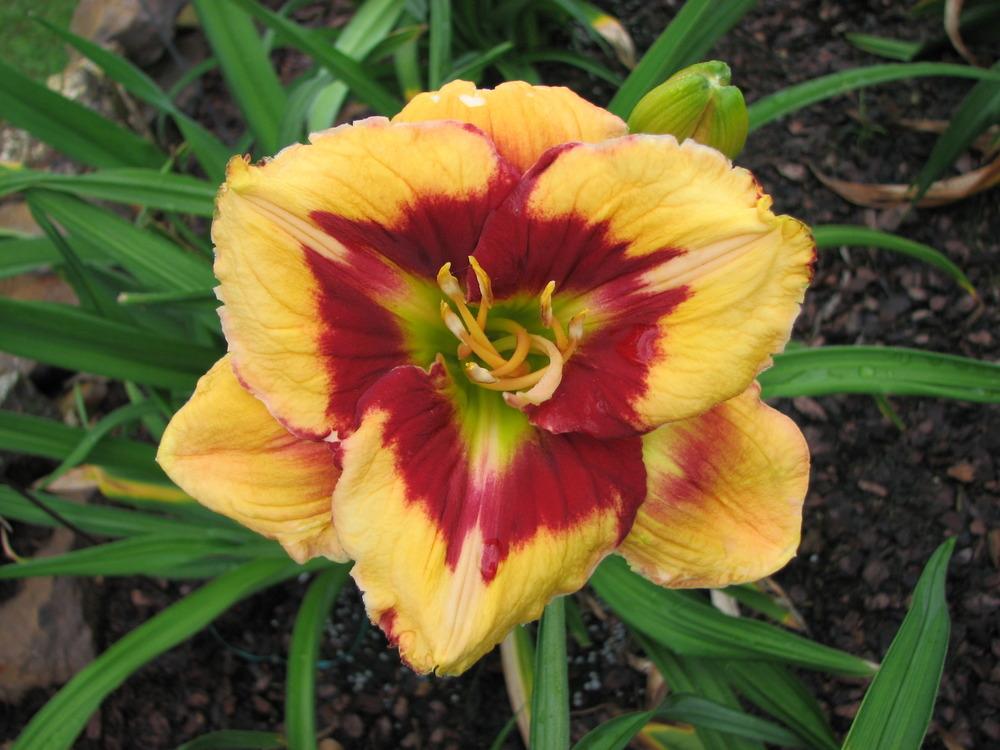 Photo of Daylily (Hemerocallis 'Don't Touch That') uploaded by tink3472