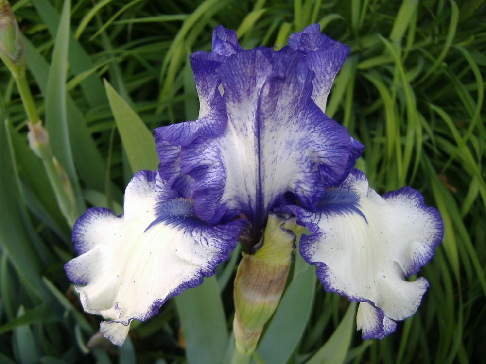 Photo of Tall Bearded Iris (Iris 'Rare Treat') uploaded by tveguy3
