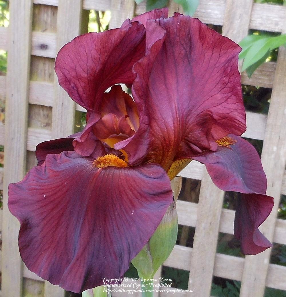 Photo of Tall Bearded Iris (Iris 'Journey') uploaded by zuzu