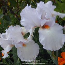 Location: In my Northern California garden
Date: 2012-05-08