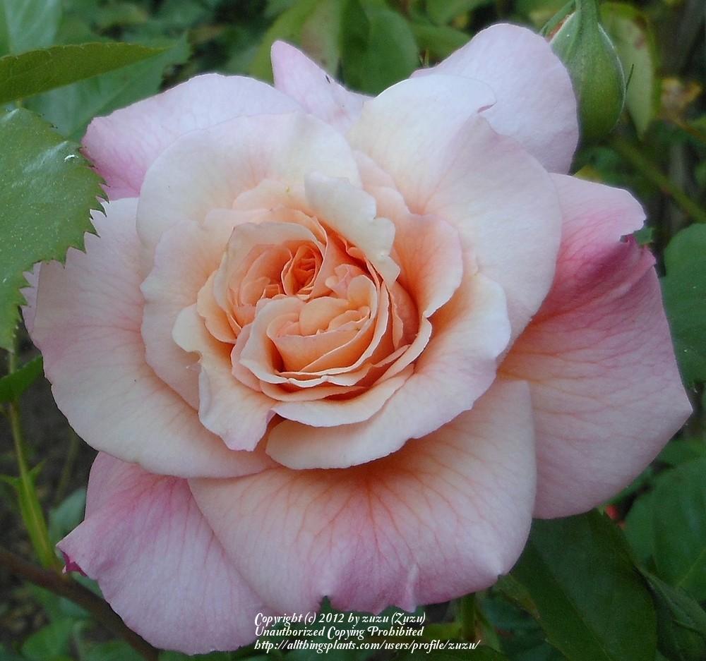 Photo of Rose (Rosa 'Aloha') uploaded by zuzu