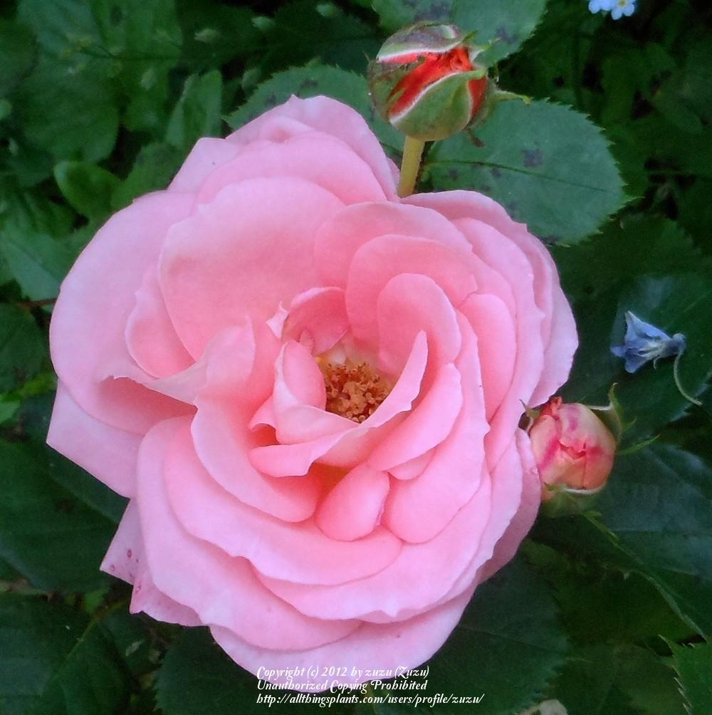 Photo of Rose (Rosa 'Deb's Delight') uploaded by zuzu