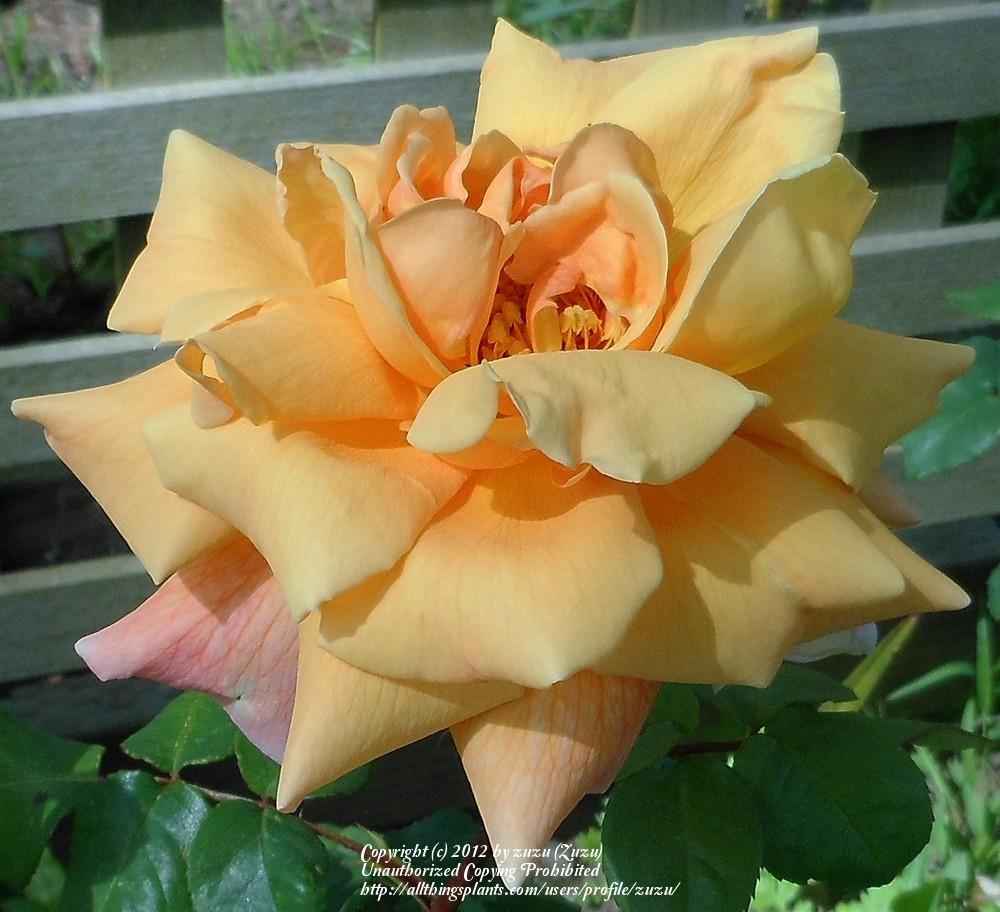 Photo of Rose (Rosa 'Butterscotch 1942') uploaded by zuzu