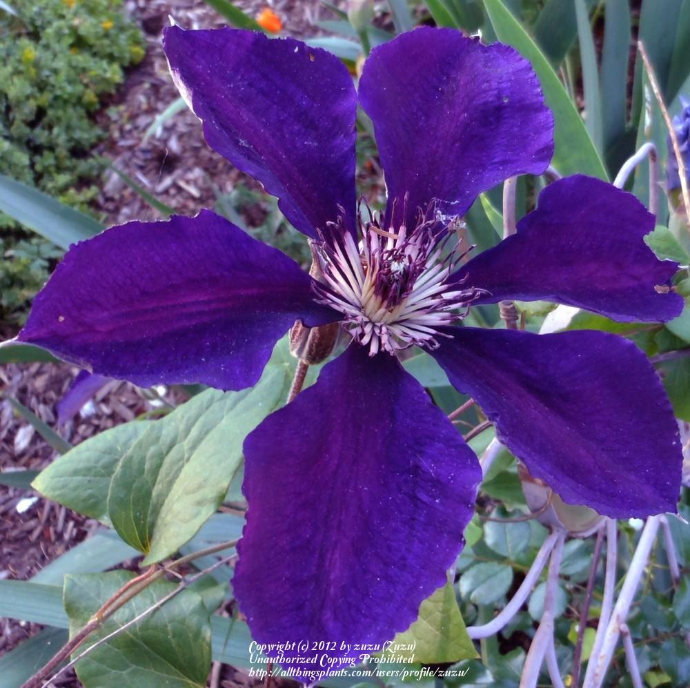 Photo of Clematis 'Gipsy Queen' uploaded by zuzu